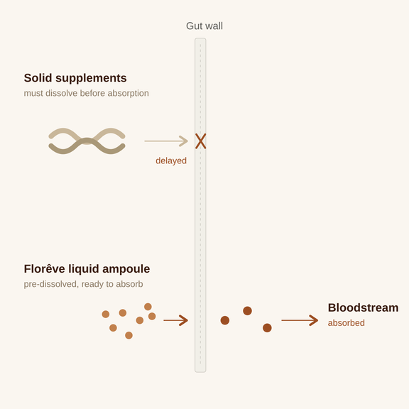 Floreve Absorption Diagram